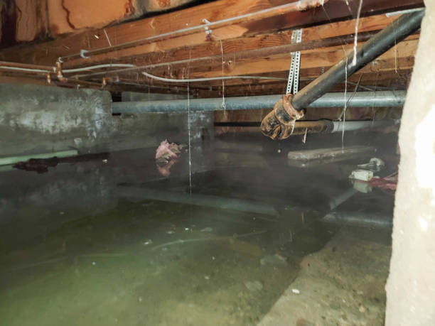 Best Carpet water damage restoration  in Sheffield Lake, OH